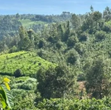 Kenya Nkumari, P1 C